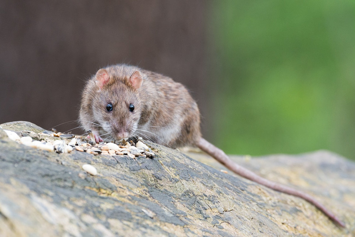 How to Keep Rats Out of Your House