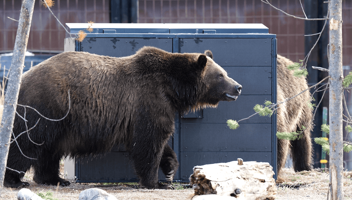Aspen Bears are No Match for CITIBIN