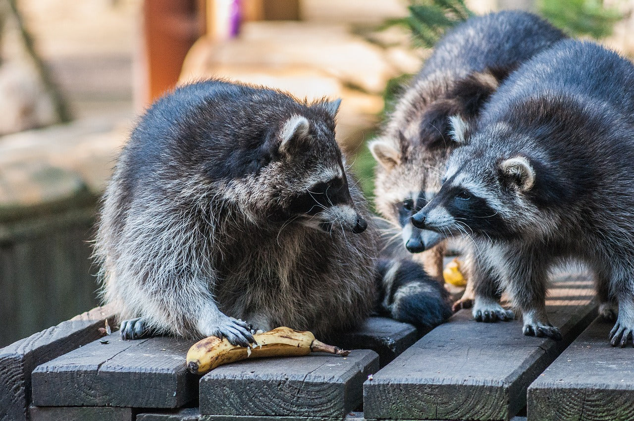 How to Keep Raccoons Out of Trash