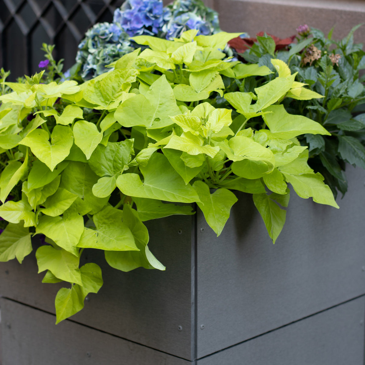 Cube Planter
