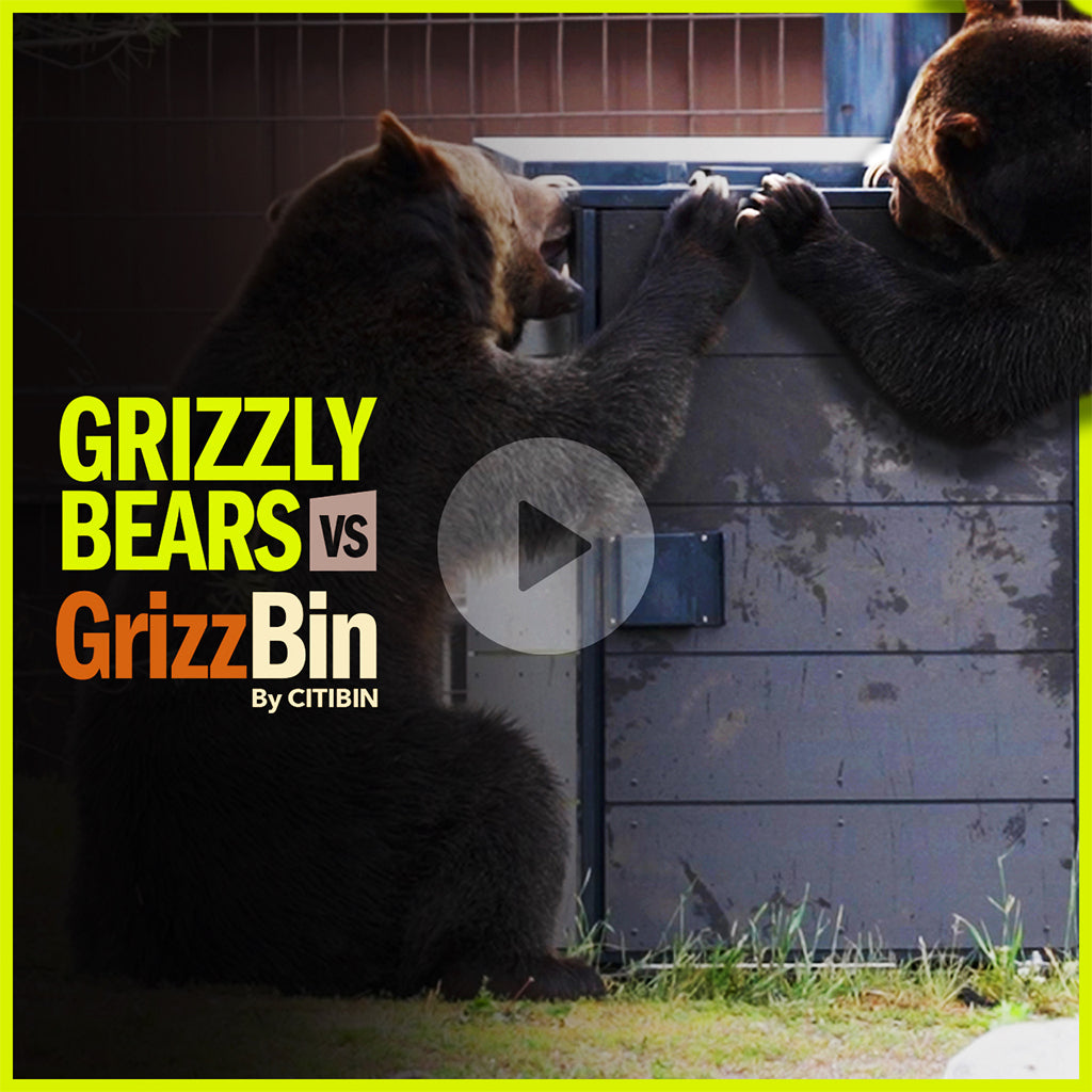 Our Bear Testing Story